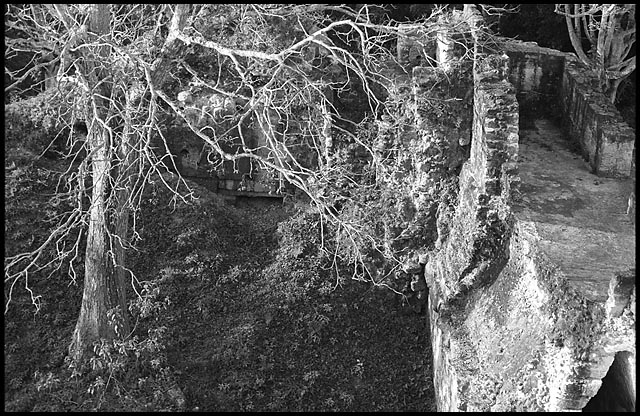 Palenque Photo